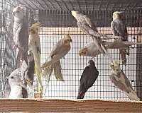 bird-parrot-for-sale-in-amana-ia