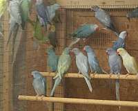 medium-bird-for-sale-in-amana-ia