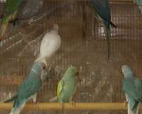 parakeet-for-sale