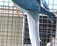 parakeet-for-sale-in-amana-ia