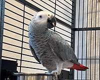 congo-african-grey-parrot-for-sale-in-walnut-ca