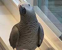 african-grey-parrot-parrot-for-sale-in-walnut-ca