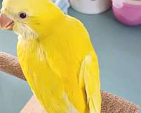 lutino-yellow-bird-for-sale-in-lakeland-fl