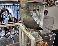 bird-for-sale-in-maryland
