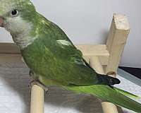 small-green-bird-for-sale