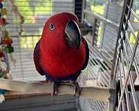 eclectus-parrots-for-sale-in-arkansas