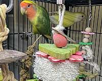 lovebird-for-sale-in-chester-nh