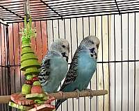 parakeet-for-sale-in-chester-nh