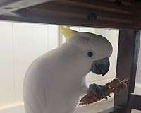 eleanora-cockatoo-for-sale