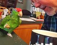 red-head-amazon-parrot-for-sale-in-new-kent-va