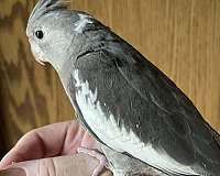 grey-white-bird-for-sale-in-new-cumberland-wv