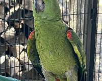 bird-parrot-eggs-in-waco-tx