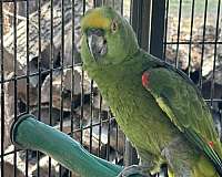 mature-bird-for-sale-in-waco-tx