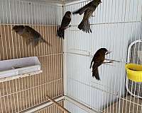 bird-for-sale-in-clear-spring-md