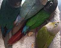 conure-green-cheek-conure-for-sale-in-dayton-oh