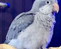 quaker-parrots-for-sale-in-vidor-tx