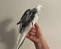 grey-pied-noisy-bird-for-sale