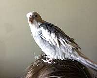 companion-bird-for-sale-in-greenville-sc