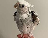 grey-pied-aggressive-bird-for-sale