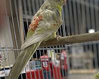 red-bird-for-sale-in-crosby-tx