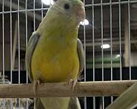 red-rumped-parakeet-for-sale-in-crosby-tx