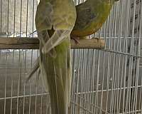 red-rumped-parakeet-for-sale