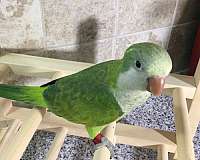 small-green-bird-for-sale