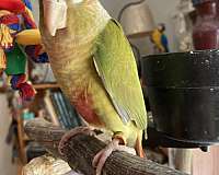 green-cheek-conure-for-sale