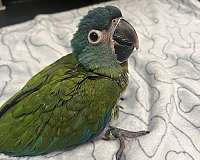 blue-green-macaw-for-sale