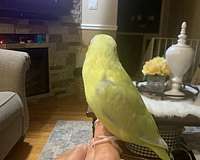 male-pied-yellow-bird-for-sale
