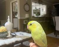 pied-yellow-bird-for-sale-in-albany-ny