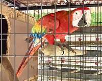 yellow-macaw-hybrid-macaw-for-sale