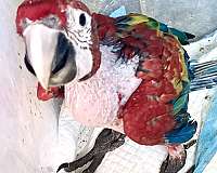 macaw-for-sale