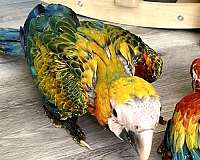 mixed-macaw-for-sale