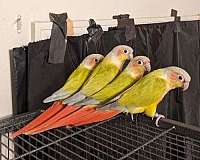 green-grey-tame-bird-for-sale