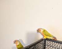 conure-for-sale