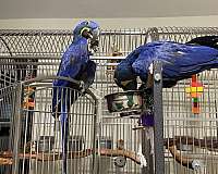 bonded-pair-bird-for-sale-in-weatherford-tx
