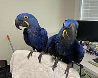 exotic-bird-for-sale-in-weatherford-tx