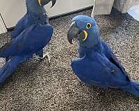 hyacinth-macaw-for-sale-in-weatherford-tx