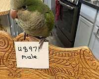 green-quaker-parrots-for-sale