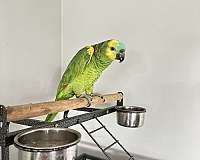 blue-front-amazon-parrot-for-sale-in-dundee-il