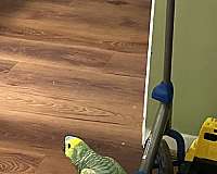 companion-bird-for-sale-in-dundee-il