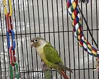 cinnamon-bird-for-sale