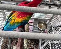 macaw-for-sale