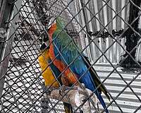 mixed-macaw-for-sale