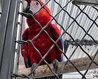 adult-macaw-for-sale