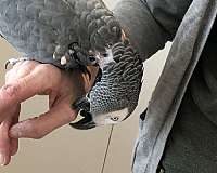 grey-red-quiet-tame-bird-for-sale