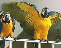macaw-blue-gold-macaw-for-sale