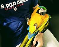 blue-gold-macaw-blue-gold-macaw-for-sale