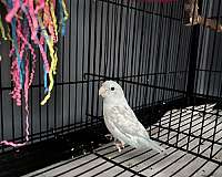 parrotlet-for-sale-in-wilmington-ma